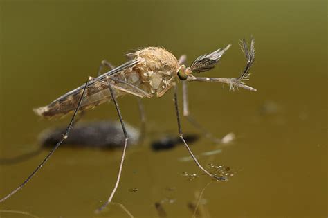 Male mosquito #3 | Flickr - Photo Sharing!