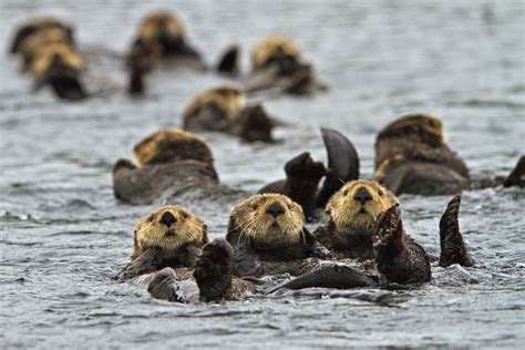 10 Fun Facts About Sea Otters