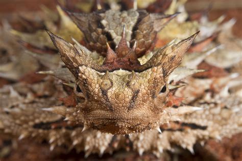 Moloch horridus Adaptations