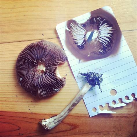 The Ultimate Guide to Making and Collecting Mushroom Spore Prints