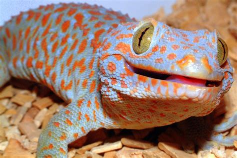 Tokay Geckos Are Biters | Featured Creature