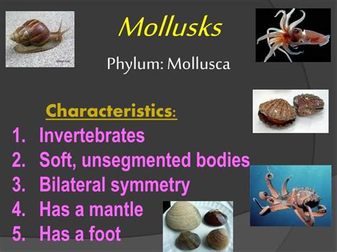 PPT - Mollusks Phylum: Mollusca PowerPoint Presentation, free download ...