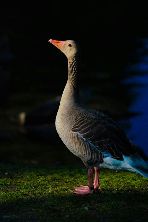 Two Birds Flying · Free Stock Photo