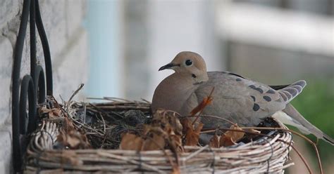 Pin on GRANDMA'S JOY OF BIRDS