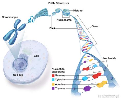 nucleotide (Patient) - Siteman Cancer Center