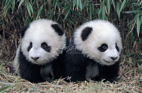 Twin giant panda cubs in a bamboo grove; Wolong Panda Reserve; Sichuan ...