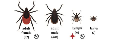 Tick Identification - Ticks