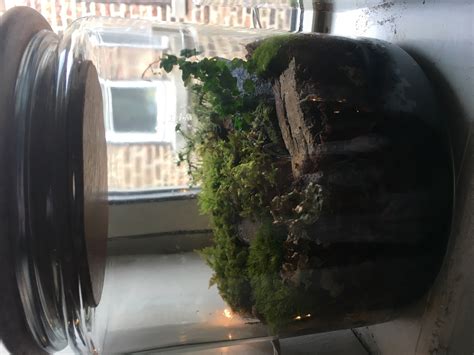 My moss and lichen terrarium. :) : terrariums