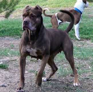 American Bandogge Mastiff ( Bulldog Mastiff Cross) Info, Temperament ...