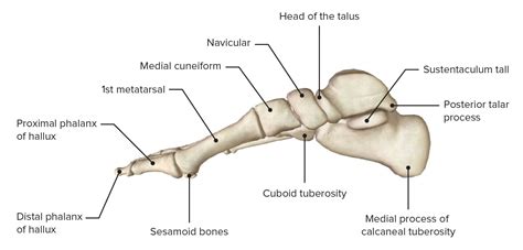 Foot: Anatomy | Concise Medical Knowledge