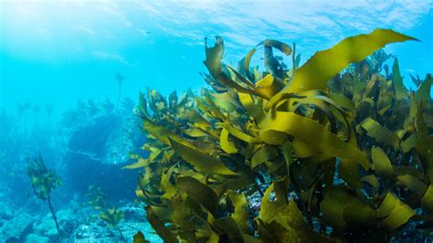 6 Most Common Varieties Of Edible Seaweed