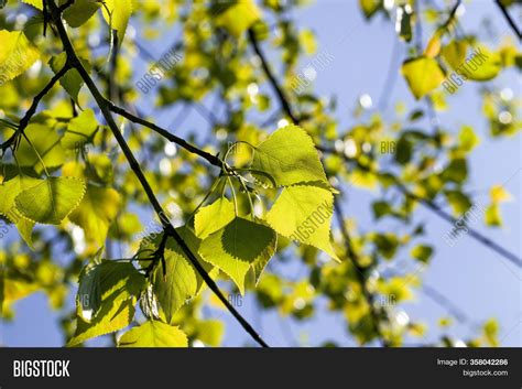 Birch Leaves Image & Photo (Free Trial) | Bigstock