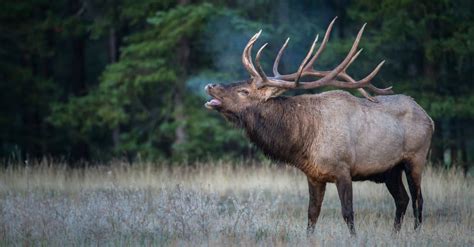 Discover The Largest Elk in the World - AZ Animals