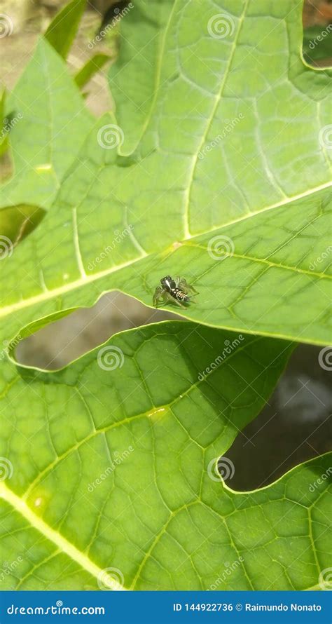 Wild potato spider stock photo. Image of wildlife, animal - 144922736