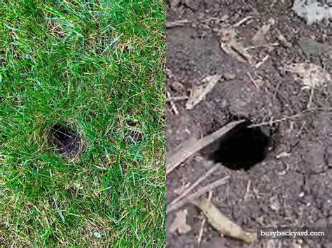 Vole vs Rat Holes: What the Differences Are (w/ Photos)