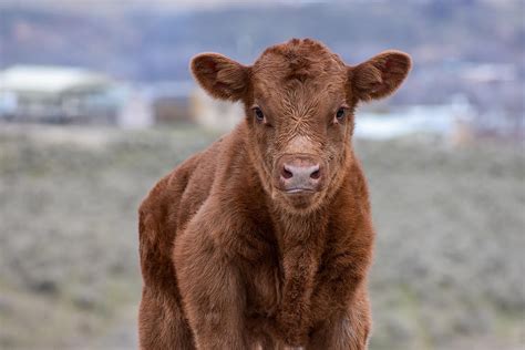 Red Angus Calf Photograph by Riley Bradford - Fine Art America