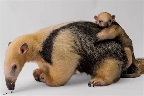 A Baby Tamandua (Anteater) Born at The Staten Island Zoo