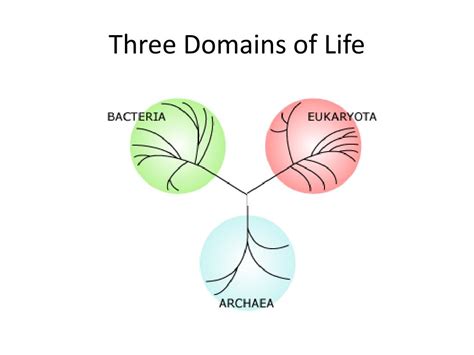 PPT - Three Domains of Life PowerPoint Presentation, free download - ID ...