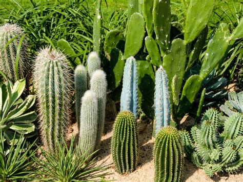 Types Of Cactus For The Garden - Using Cactus Landscaping