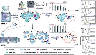 Dynamics of rapid starch gelatinization and total phenolic ...