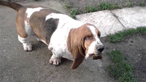 Basset hound Funny morning stretch | FunnyDog.TV