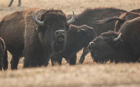 bison herd | Prescott eNews