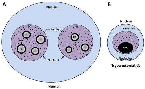 Nucleolus In Animal Cell - De Histology: Introduction of The Cell ...