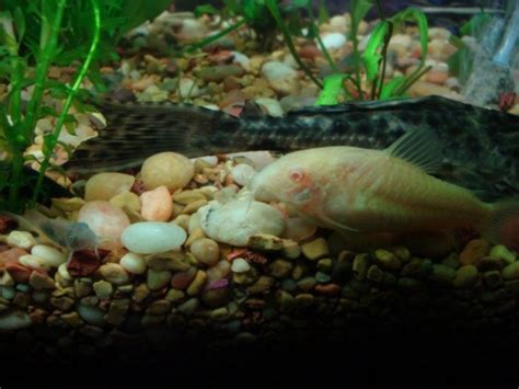 Cory Catfish Breeding - Aquarium Advice - Aquarium Forum Community