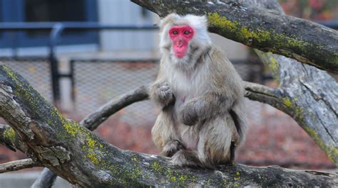 Japanese Macaque - Milwaukee County Zoo