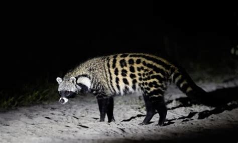 African Civet Facts: Find Out More About This Secretive Species