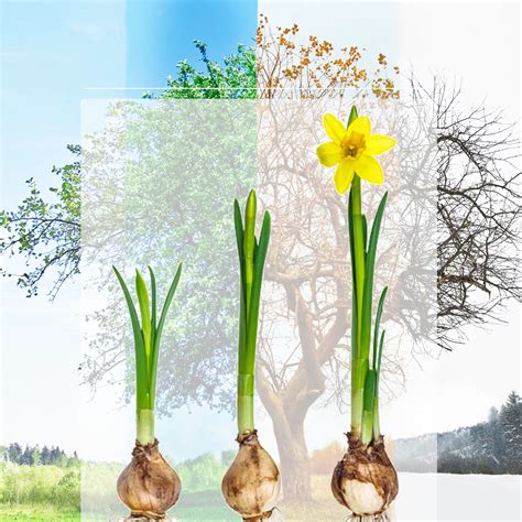 When to Plant Narcissus Bulbs – Full Guide - Gardeners Grail