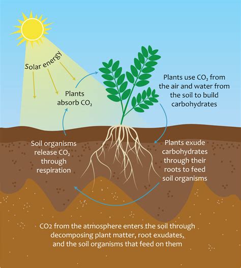 Soil carbon is a valuable resource, but all soil carbon is not created ...