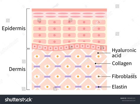 Diagram Healthy Skin Cell Layer Beauty Stock Vector (Royalty Free ...