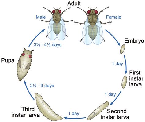 The whole life cycle of the fruit fly Drosophila is relatively rapid ...