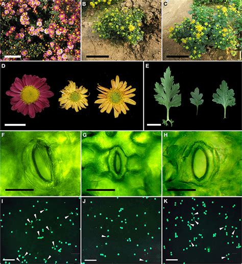 Frontiers | Characterization of in vitro haploid and doubled haploid ...