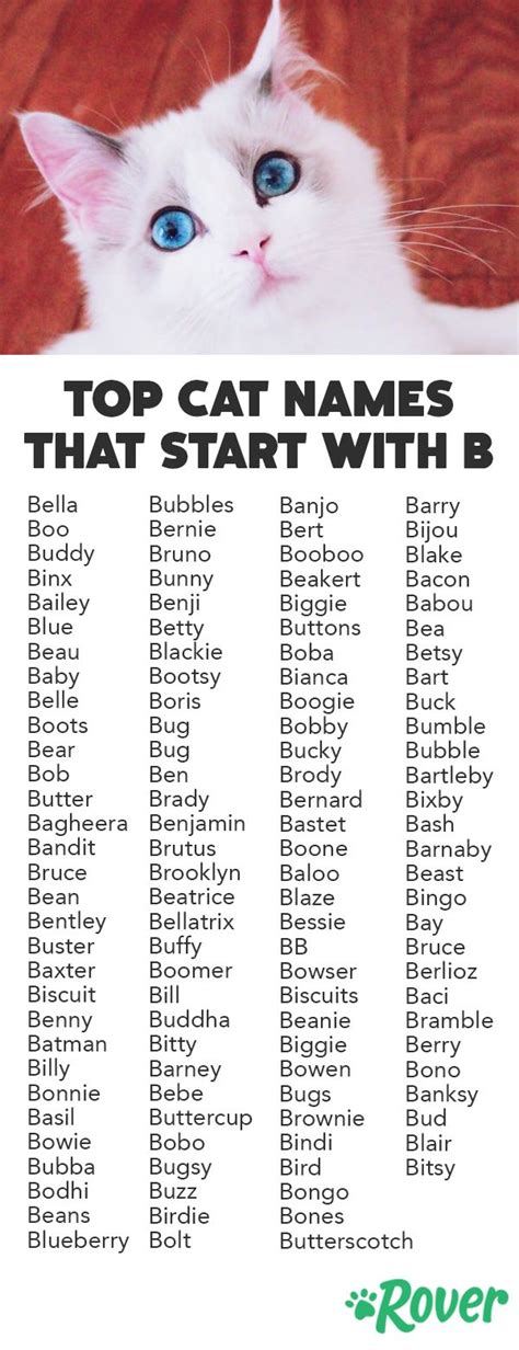 Best Cat Names that Start with 'B'