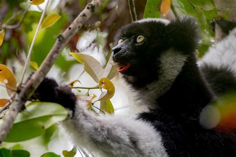 Indri indri | Tropical Herping