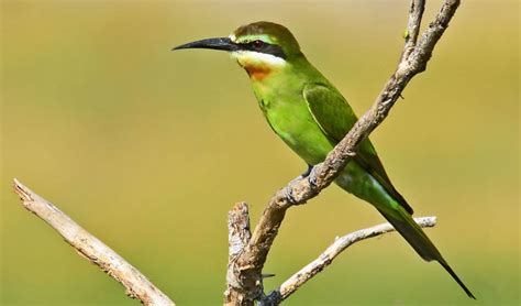 10 Days Uganda Birding Safari | Bird Watching Safari in Uganda