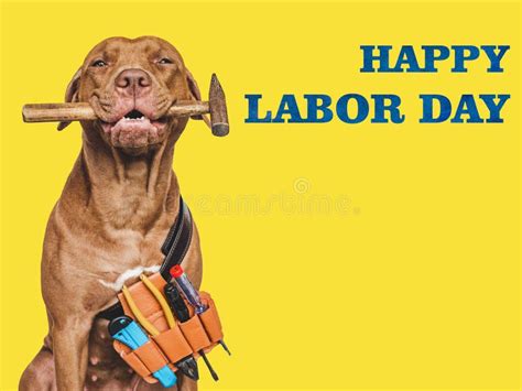 189 Happy Labor Day Puppy Stock Photos - Free & Royalty-Free Stock ...