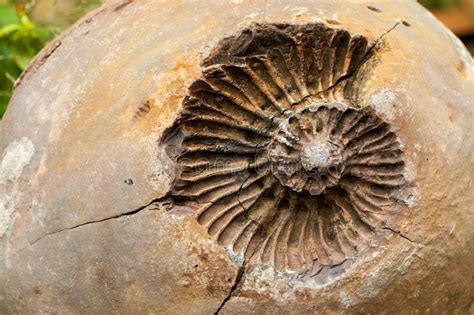 Fossile Antico in Una Roccia Fotografia Stock - Immagine di nazarene ...