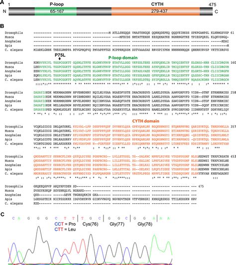 Amino acid sequence analysis of TTD14. (A) Scheme of the 475 amino acid ...