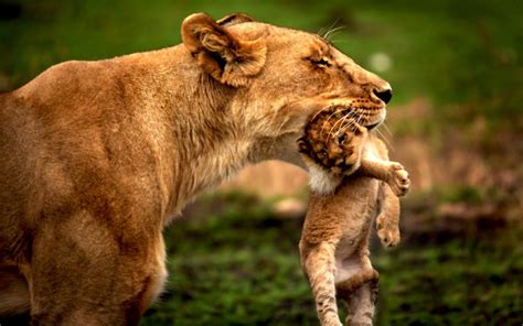 The lioness moves her cubs to a new den site several times a month ...