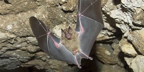 Jamaican Fruit-Eating Bat | National Wildlife Federation