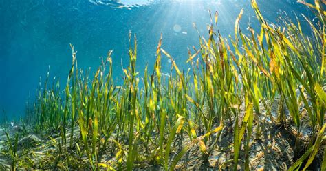 Best of BMT: Seagrass habitat restoration