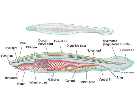 Lancelet - Amphioxus Anatomy : : Carlson Stock Art