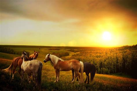 How To Keep Horses Cool In Extreme Heat - Horses & Foals