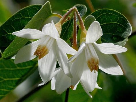 Styrax benzoin - Alchetron, The Free Social Encyclopedia