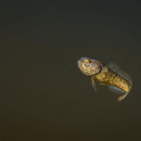 Freshwater Goby Fish: Exploring the Wonders of Aquatic Ecosystems