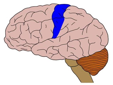 Postcentral gyrus - definition