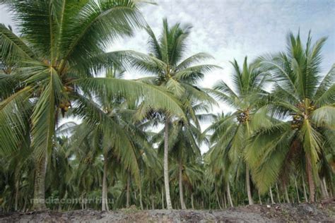 Kebun Kelapa